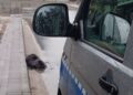 Bóbr na ulicy, nietypowa interwencja policji zaskoczyła mieszkańców
