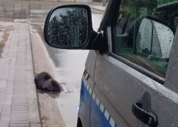 Bóbr na ulicy, nietypowa interwencja policji zaskoczyła mieszkańców