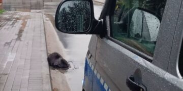 Bóbr na ulicy, nietypowa interwencja policji zaskoczyła mieszkańców