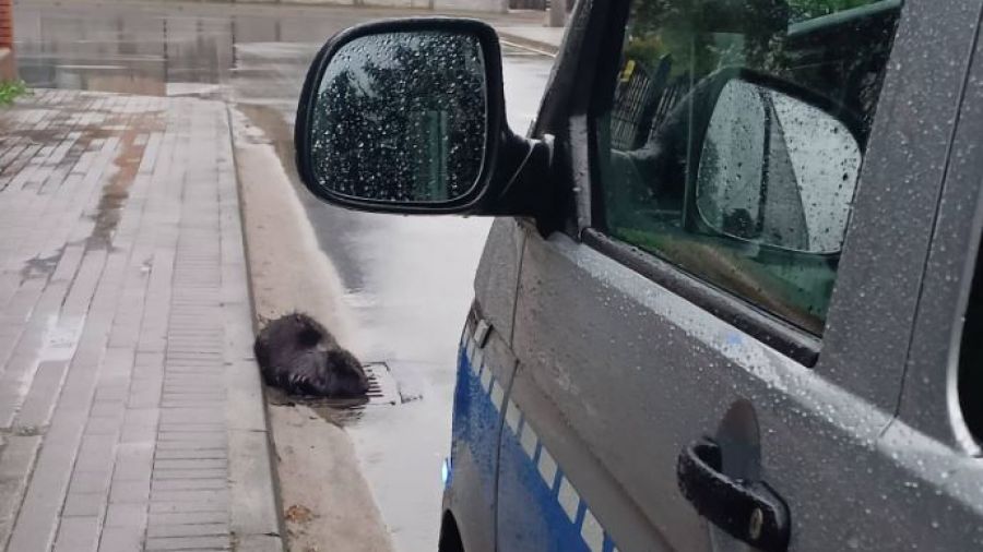 Bóbr na ulicy, nietypowa interwencja policji zaskoczyła mieszkańców