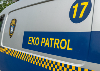 Sensacja na Grunwaldzie. Wąż w kawiarni i lisy pod kontenerem. Ekopatrol interweniował dwa razy jednego dnia