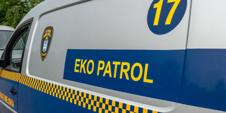 Sensacja na Grunwaldzie. Wąż w kawiarni i lisy pod kontenerem. Ekopatrol interweniował dwa razy jednego dnia