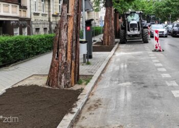 Poznań zazieleni się jeszcze bardziej. Ruszyły prace na Jeżycach