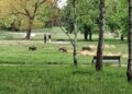Dziki weszły do poznańskiego parku