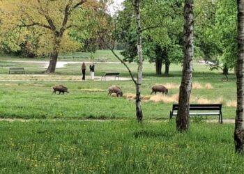 Dziki weszły do poznańskiego parku