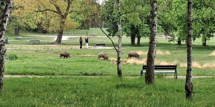 Dziki weszły do poznańskiego parku