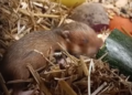 Chomikowy baby boom w poznańskim zoo! Na świat przyszło ponad 20 maluchów krytycznie zagrożonego gatunku