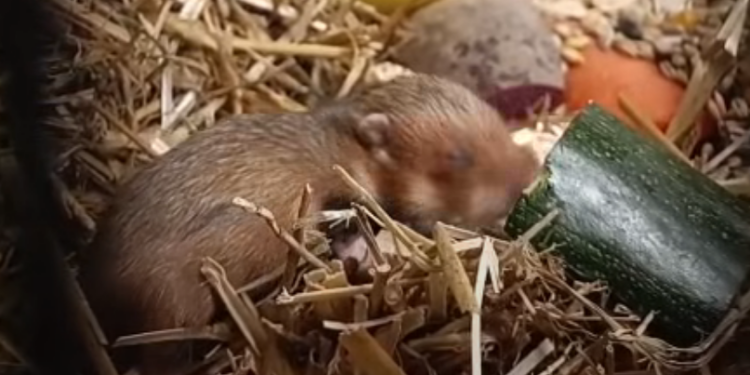 Chomikowy baby boom w poznańskim zoo! Na świat przyszło ponad 20 maluchów krytycznie zagrożonego gatunku