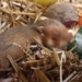 Chomikowy baby boom w poznańskim zoo! Na świat przyszło ponad 20 maluchów krytycznie zagrożonego gatunku