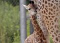 Poznań ma nową gwiazdę zoo. Eva już przyciąga uwagę odwiedzających Nowe Zoo