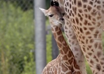 Poznań ma nową gwiazdę zoo. Eva już przyciąga uwagę odwiedzających Nowe Zoo