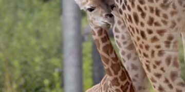 Poznań ma nową gwiazdę zoo. Eva już przyciąga uwagę odwiedzających Nowe Zoo