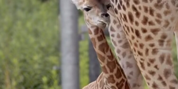 Poznań ma nową gwiazdę zoo. Eva już przyciąga uwagę odwiedzających Nowe Zoo