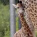 Poznań ma nową gwiazdę zoo. Eva już przyciąga uwagę odwiedzających Nowe Zoo