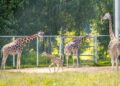 Zoo odzyskało prestiżowe członkostwo po ponad dwóch latach starań