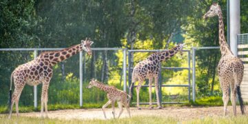 Zoo odzyskało prestiżowe członkostwo po ponad dwóch latach starań