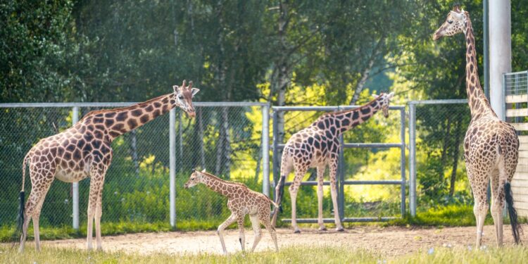 Zoo odzyskało prestiżowe członkostwo po ponad dwóch latach starań