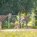 Zoo odzyskało prestiżowe członkostwo po ponad dwóch latach starań