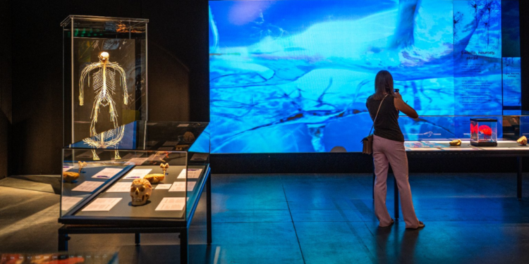 Wystawa Body Worlds – Vital w Poznaniu poświęcona zdrowiu, sprawności fizycznej i długowieczności