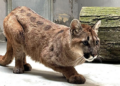 Młoda puma z gminy Polanów opuściła poznańskie Zoo. Trafiła do Belgii