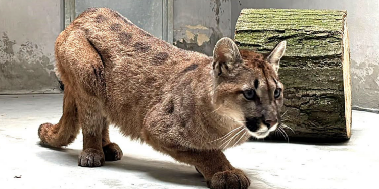 Młoda puma z gminy Polanów opuściła poznańskie Zoo. Trafiła do Belgii