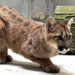 Młoda puma z gminy Polanów opuściła poznańskie Zoo. Trafiła do Belgii
