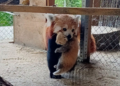 Dwie młode pandki rude wraz z matką w Nowym Zoo w Poznaniu po narodzinach pod koniec czerwca.