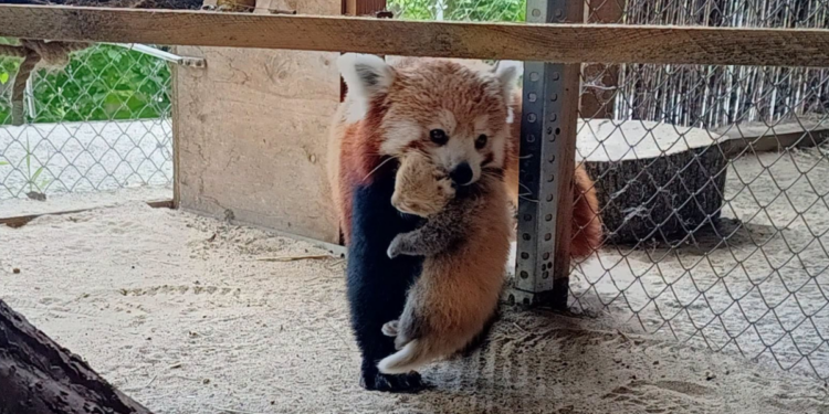 Dwie młode pandki rude wraz z matką w Nowym Zoo w Poznaniu po narodzinach pod koniec czerwca.