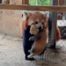 Dwie młode pandki rude wraz z matką w Nowym Zoo w Poznaniu po narodzinach pod koniec czerwca.