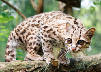 Ocelot nadrzewny w poznańskim ZOO