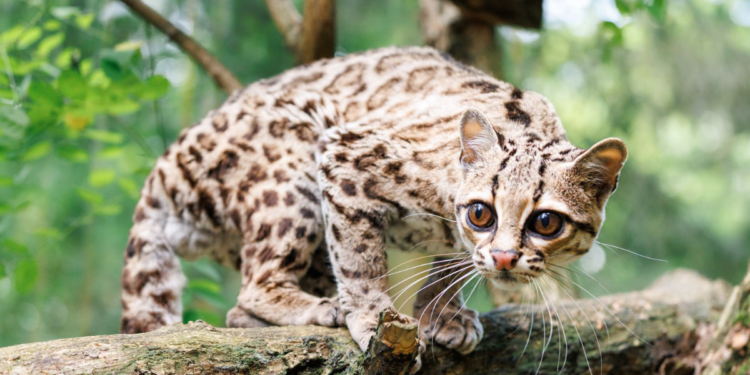 Ocelot nadrzewny w poznańskim ZOO