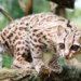 Ocelot nadrzewny w poznańskim ZOO