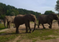 Daisy, Etosha i Saiwa poznają kolejne części wybiegów w Nowym Zoo w Poznaniu