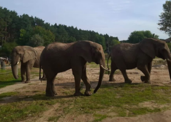 Daisy, Etosha i Saiwa poznają kolejne części wybiegów w Nowym Zoo w Poznaniu