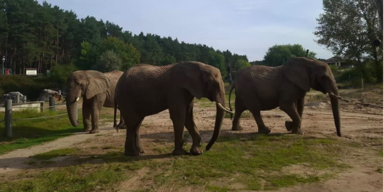 Daisy, Etosha i Saiwa poznają kolejne części wybiegów w Nowym Zoo w Poznaniu