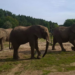 Daisy, Etosha i Saiwa poznają kolejne części wybiegów w Nowym Zoo w Poznaniu