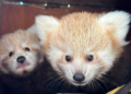 Bliźniaczki pandki rudej urodzone w poznańskim zoo