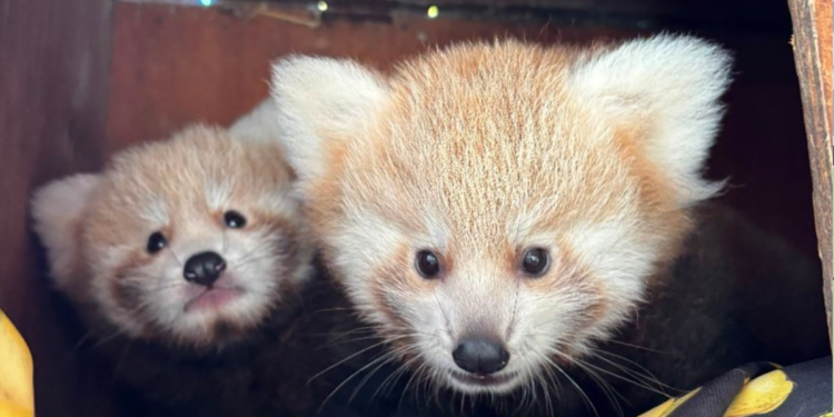 Bliźniaczki pandki rudej urodzone w poznańskim zoo