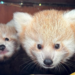 Bliźniaczki pandki rudej urodzone w poznańskim zoo