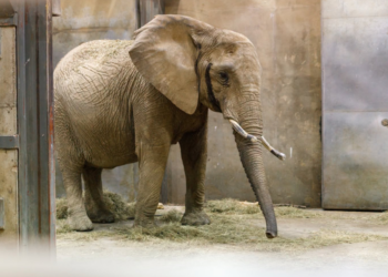 Słonie w poznańskim Nowym Zoo po przyjeździe Daisy, Saiwy i Etoshy