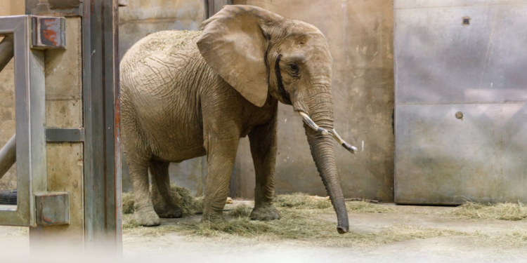 Słonie w poznańskim Nowym Zoo po przyjeździe Daisy, Saiwy i Etoshy
