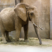 Słonie w poznańskim Nowym Zoo po przyjeździe Daisy, Saiwy i Etoshy