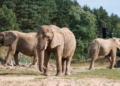 Daisy, Etosha i Saiwa korzystają już z zewnętrznych wybiegów. Coraz śmielej poznają nowe miejsce
