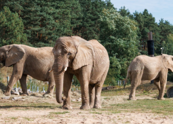 Daisy, Etosha i Saiwa korzystają już z zewnętrznych wybiegów. Coraz śmielej poznają nowe miejsce