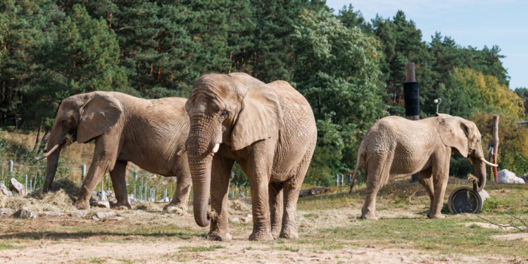 Daisy, Etosha i Saiwa korzystają już z zewnętrznych wybiegów. Coraz śmielej poznają nowe miejsce