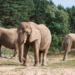 Daisy, Etosha i Saiwa korzystają już z zewnętrznych wybiegów. Coraz śmielej poznają nowe miejsce
