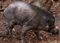 Świnia wisajska Buzz w poznańskim zoo