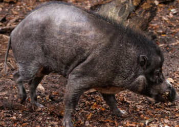 Świnia wisajska Buzz w poznańskim zoo