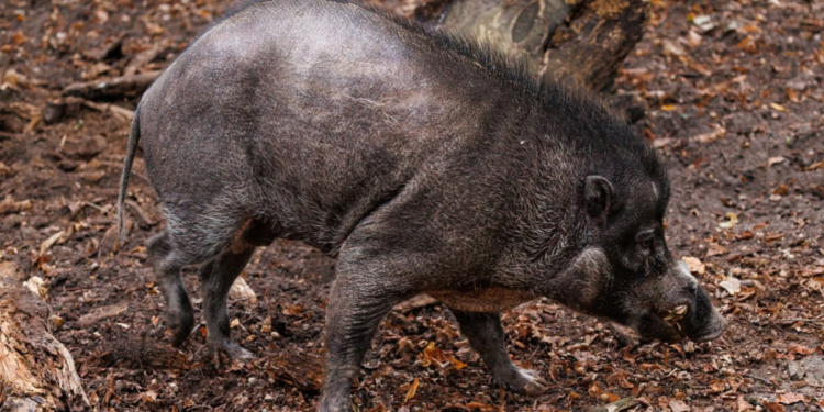 Świnia wisajska Buzz w poznańskim zoo