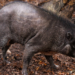 Świnia wisajska Buzz w poznańskim zoo